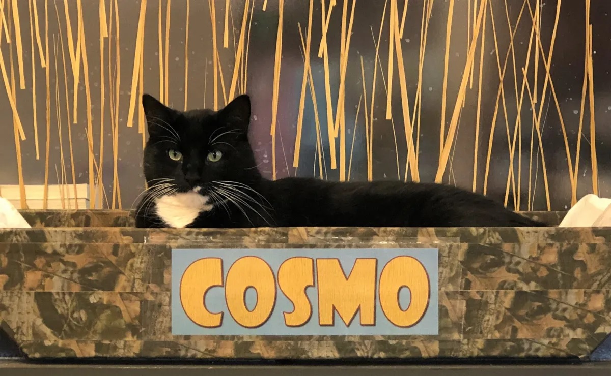 cosmo cat